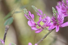 Indigofera cassioides